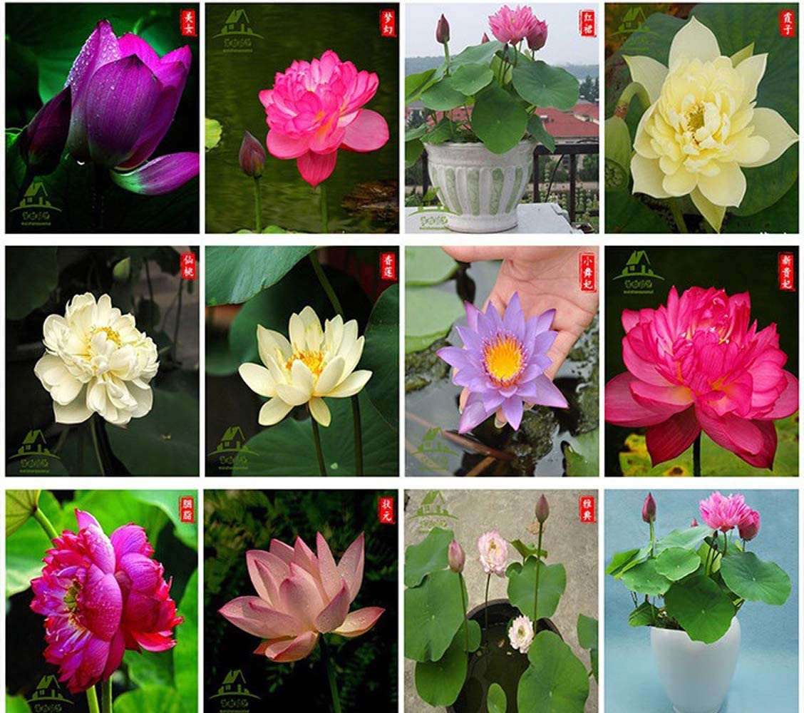 Picture of All Season Rainbow Lotus SeedS  - 5 Pcs SeedS**