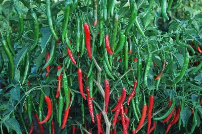 Picture of Green Chilly SeedS Long Size- 30+ Pieces