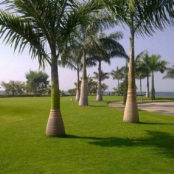 Picture of All Season Colourful Cycas/ Royel Palm Seeds - 5 Pcs Seeds