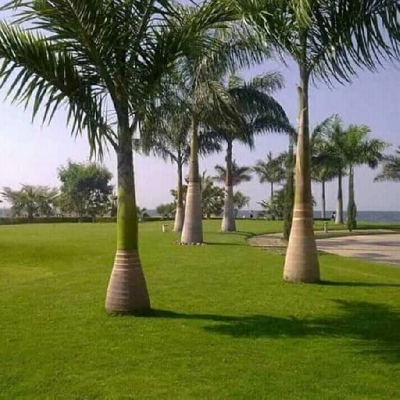 Picture of All Season Colourful Cycas/ Royel Palm Seeds - 5 Pcs Seeds