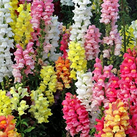 Picture of Mixed Antirrhinum Flower SeedS - 20 pcS