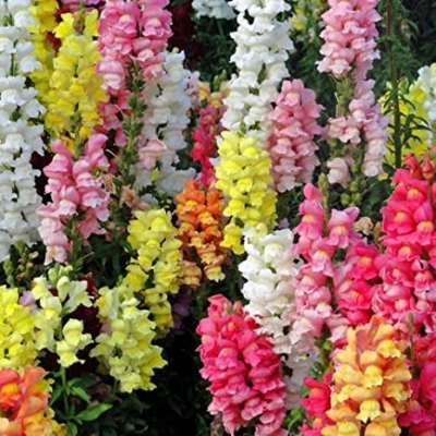 Picture of Mixed Antirrhinum Flower SeedS - 20 pcS