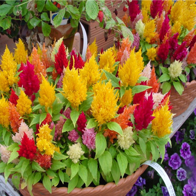 Picture of Global Mixed Celosia Flower Seeds - 15 pcs