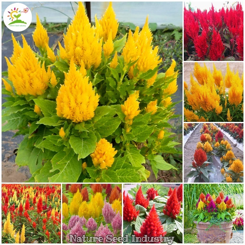 Picture of Global Mixed Celosia Flower Seeds - 15 pcs