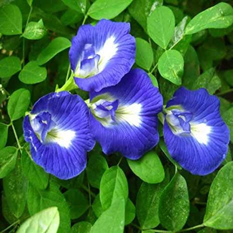 Picture of All Season mix Aparajita Flower Seeds 10 Pics