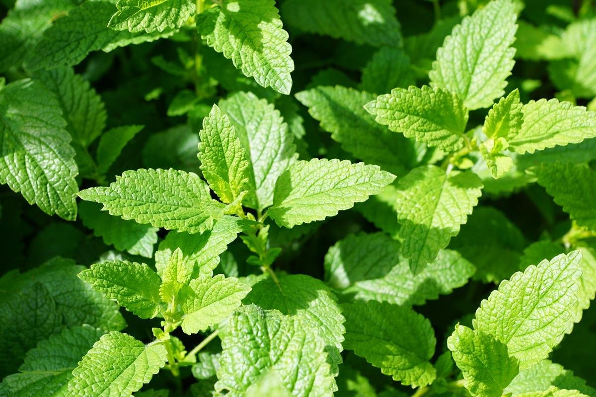 Picture of All Season Pudina/Mint Seeds 30 Pcs SeedS