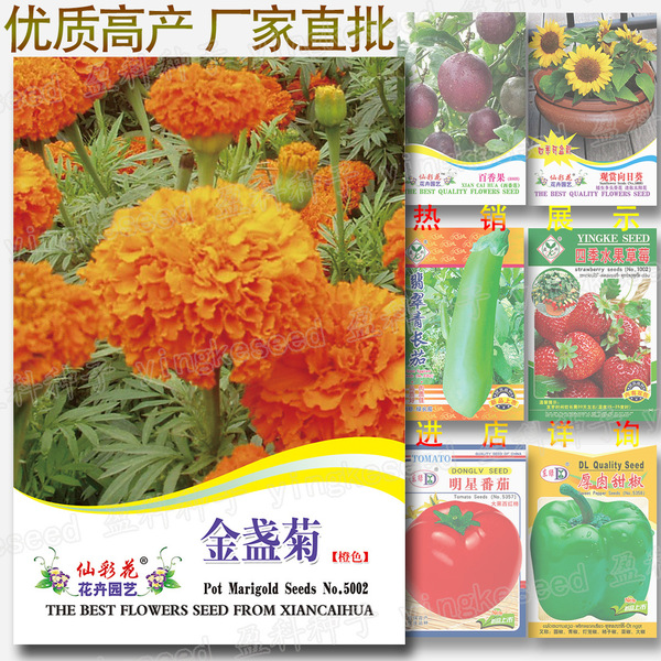 Picture of Marigold SeedS Orange Spring and Summer Color Package Four Seasons Flowers Seeds- 100pcs Imported Packet