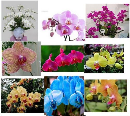 Picture of All Season Natural Beautiful Cymbidium orchid Seeds - 10 Pcs Seeds