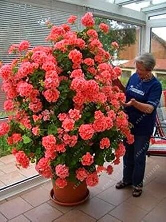 Picture of 25 Pcs Climbing Geranium Peltatum Flower Seeds - 25 Pcs SeedS (Imported Global Seeds)