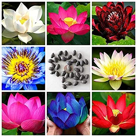 Picture of Giant Rainbow/Colourful Lotus Seeds - 3 Pcs Seeds