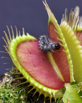 Picture of Insectivorous Dionaea Muscipula flytrap Seeds - 10 Pcs SeedS