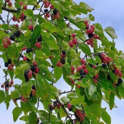 Picture of Global Red Mulberry 20 pcs seeds