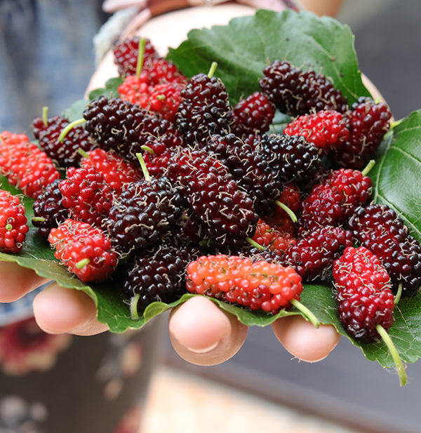 Picture of Global Red Mulberry 20 pcs seeds