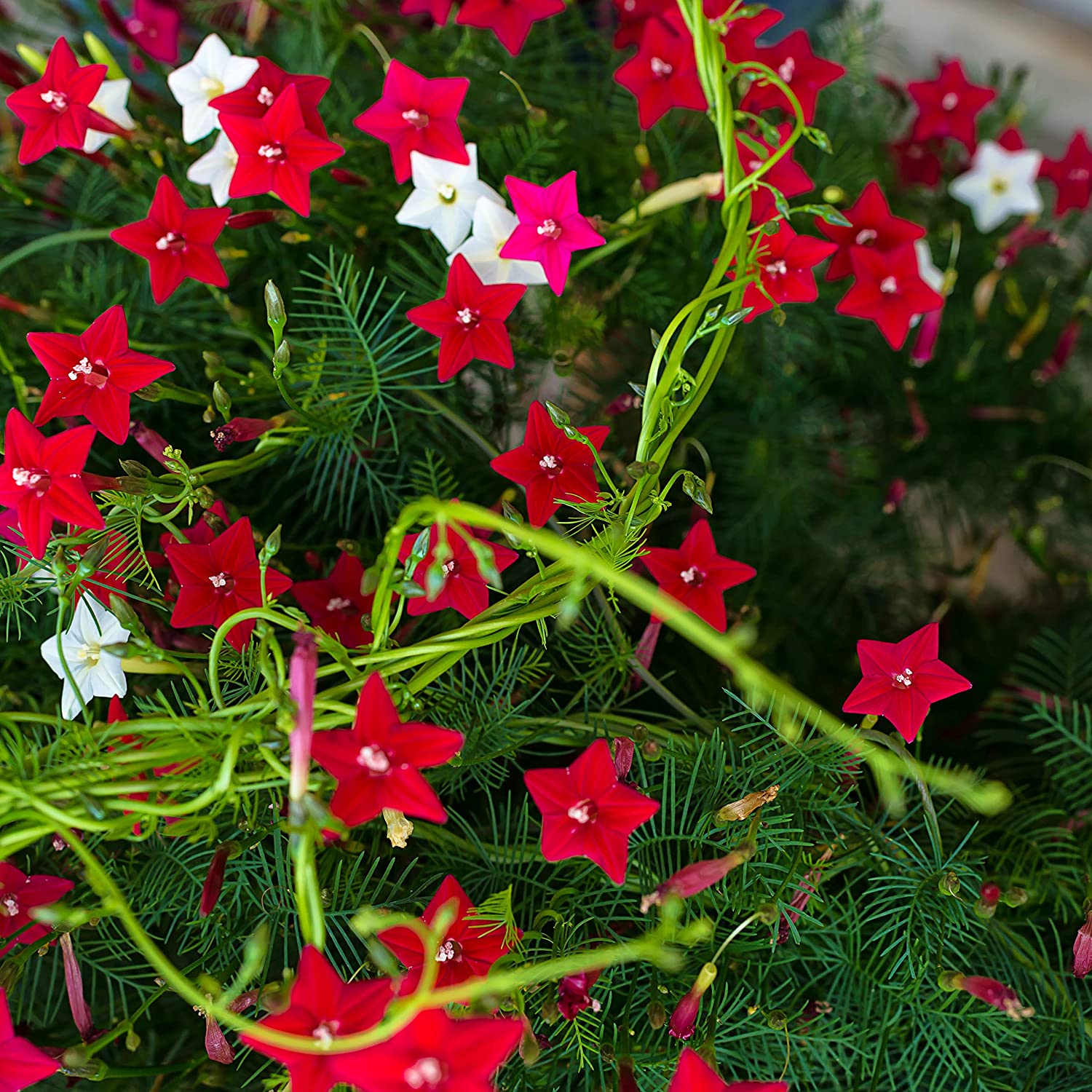 Picture of Imported Global Mix Kunjo Flower SeedS - 10 Pcs SeedS
