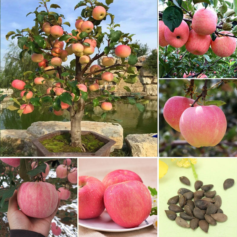 Picture of Global Giant Apple Tree Seeds -15Pcs Seeds