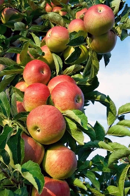 Picture of Global Giant Apple Tree Seeds -15Pcs Seeds