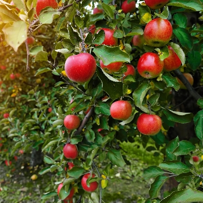 Picture of Global Giant Apple Tree Seeds -15Pcs Seeds