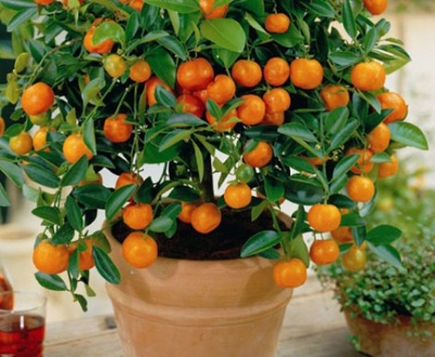 Picture of Bonsai Sweet Orange Tree Fruit Seeds - 10Pcs