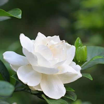 Picture of Global Dwarf Jasmine Flower Seeds - 20 Pcs Seeds