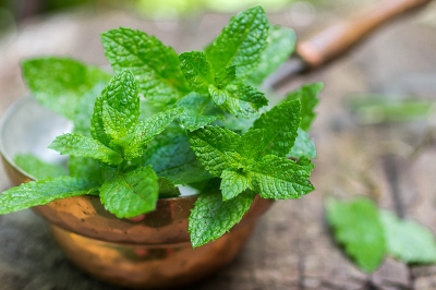 Picture of Imported Pudina/Mint Seeds Seeds- 30+ Pcs