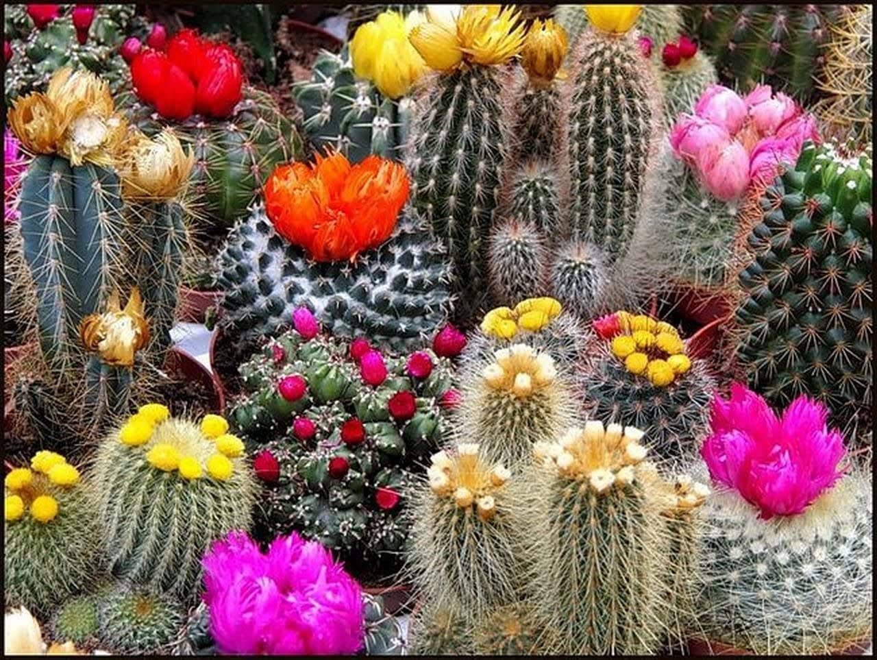 Picture of Imported Mix 20 Pcs Rare Cactus Plants Bonsai Seeds