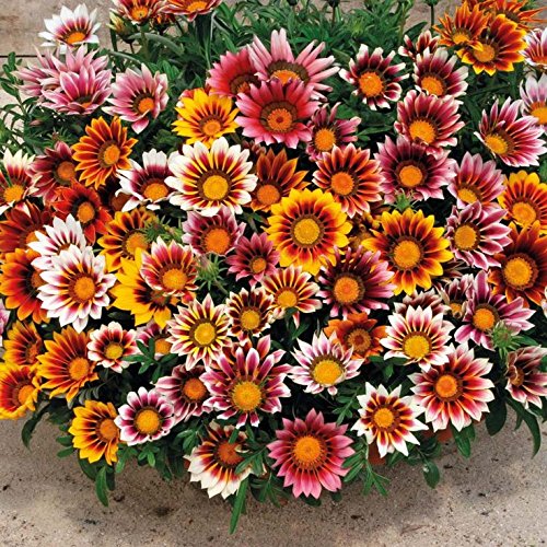 Picture of All Season four colour 10 Pcs Gazania (African Daisies) Flower Seeds
