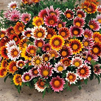 Picture of All Season four colour 10 Pcs Gazania (African Daisies) Flower Seeds