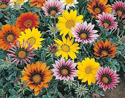 Picture of All Season four colour 10 Pcs Gazania (African Daisies) Flower Seeds