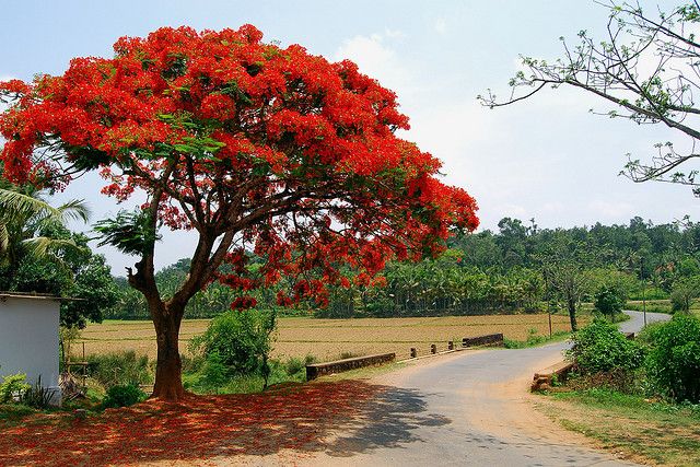 Picture of Krisnochura Flower Seeds -10 Pieces
