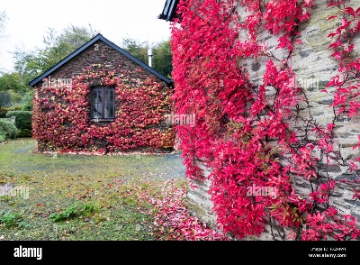 Picture of Global Boston Ivy Red Climbing Creeper Flower 10pcs Seeds