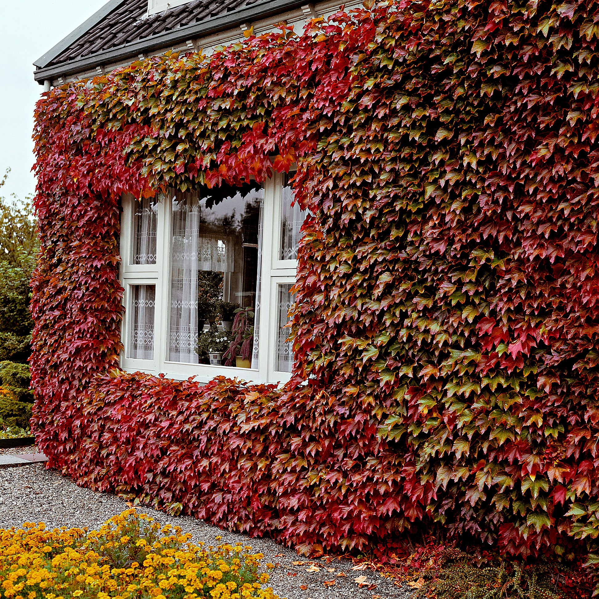 Picture of Global Boston Ivy Red Climbing Creeper Flower 10pcs Seeds