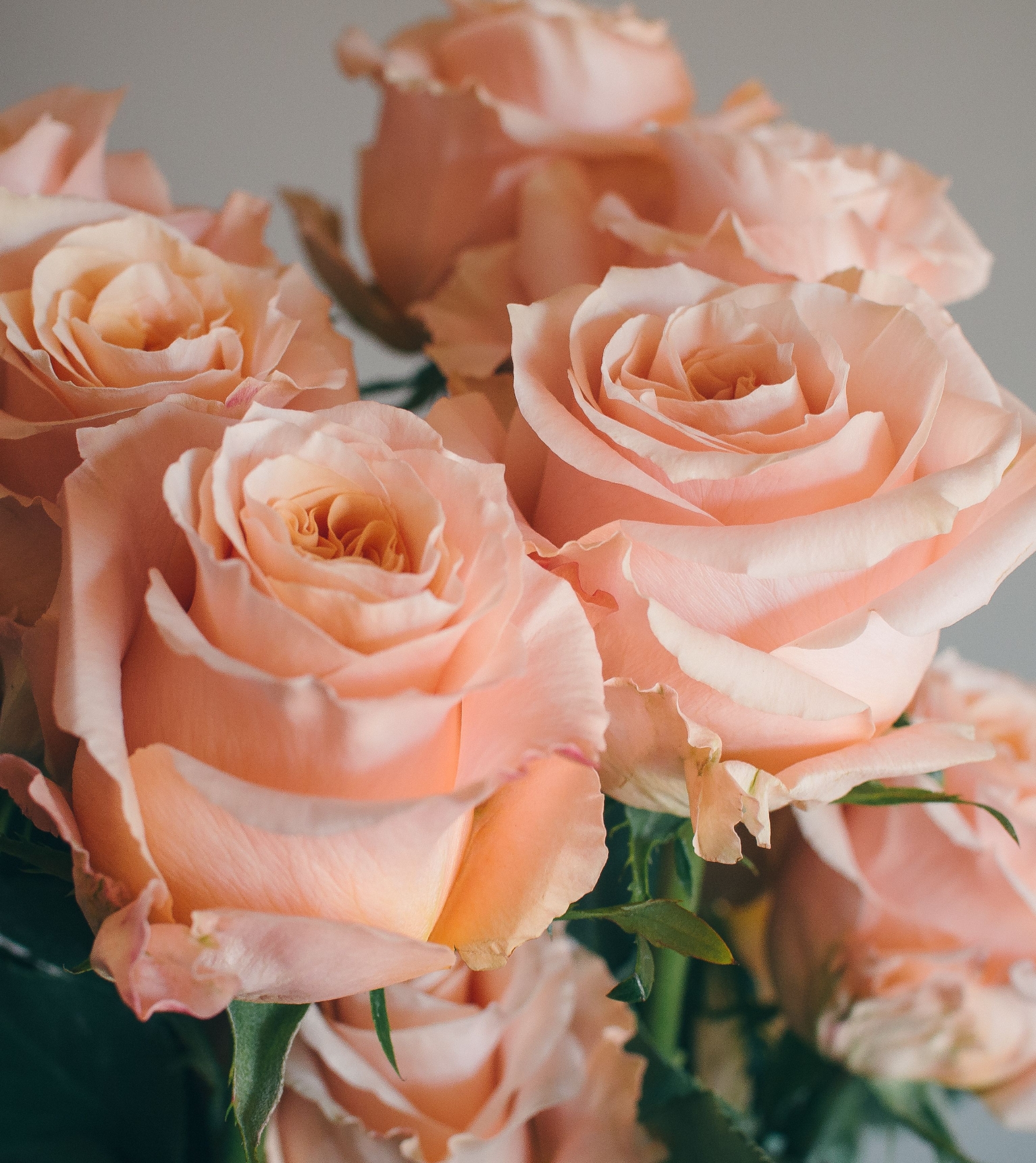 Picture of Rare Peach Colour Giant Roses Flower 20 Pcs Seeds