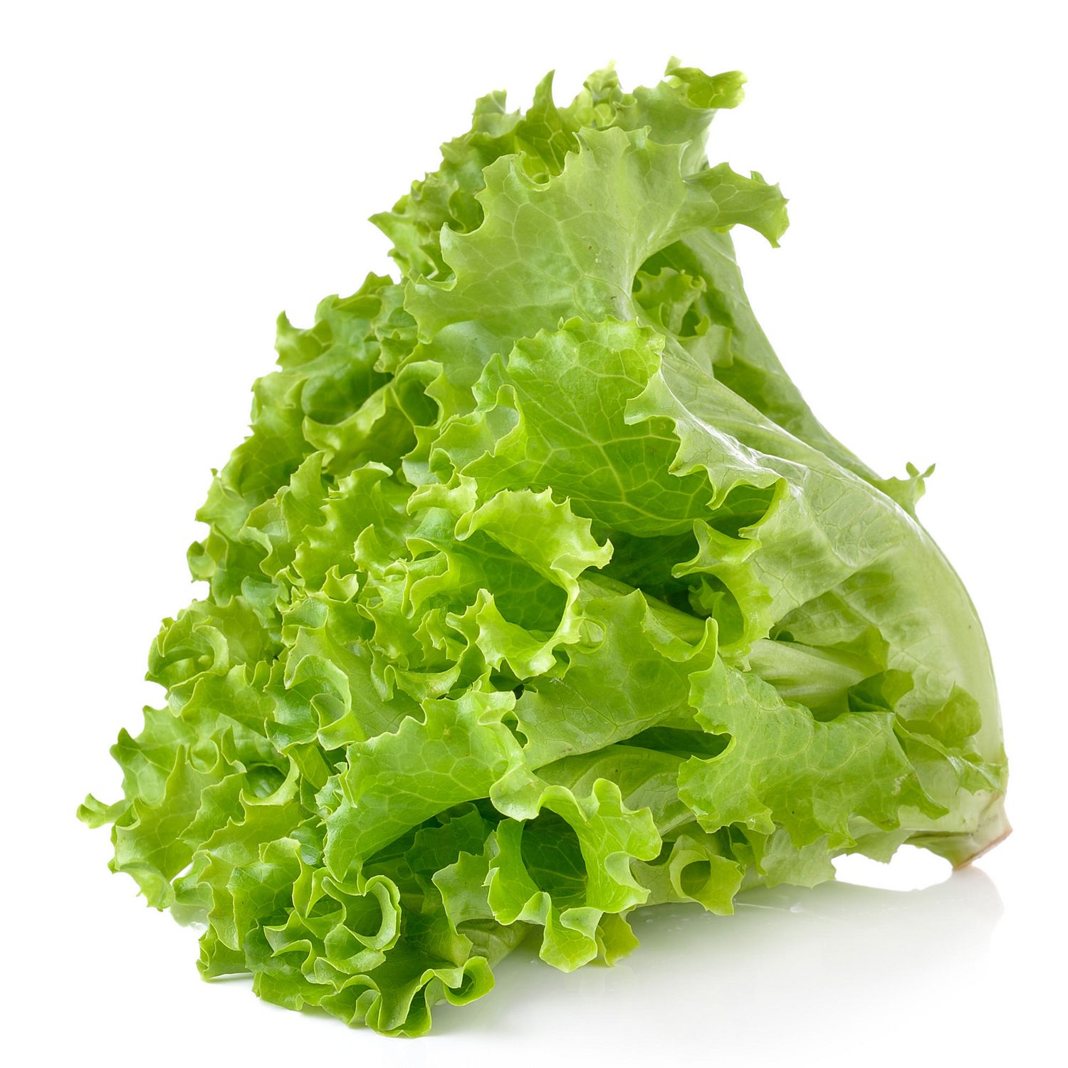 Picture of Global Lettuce Seeds Salad Vegetables Four Seasons Fast-Growing Vegetable Seeds 2000 grain Seeds Intec Packet