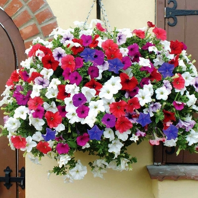 Picture of Global All Season Petunia Seeds Imported Packet- 400+pcs 