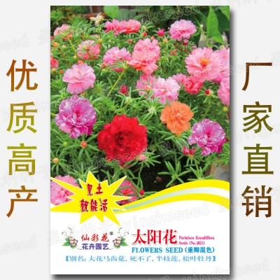 Picture of Global 500 pcs Seeds Mixed Portulaca Flower Seeds Imported 