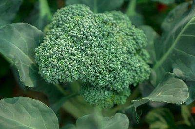 Picture of Global Natural Broccoli Seeds - 20 Pcs Seeds