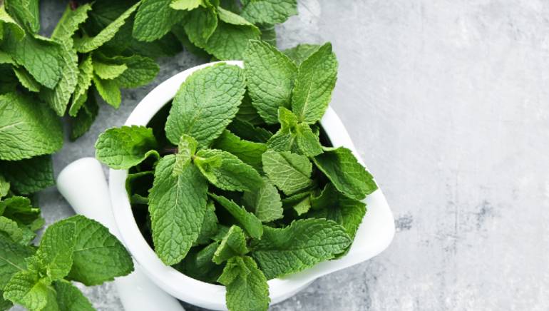 Picture of All Season Pudina/Mint 30 PCS Seeds