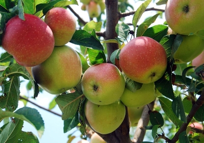 Picture of Global Pink Pearl Apple Tree Seeds -15Pcs Seeds