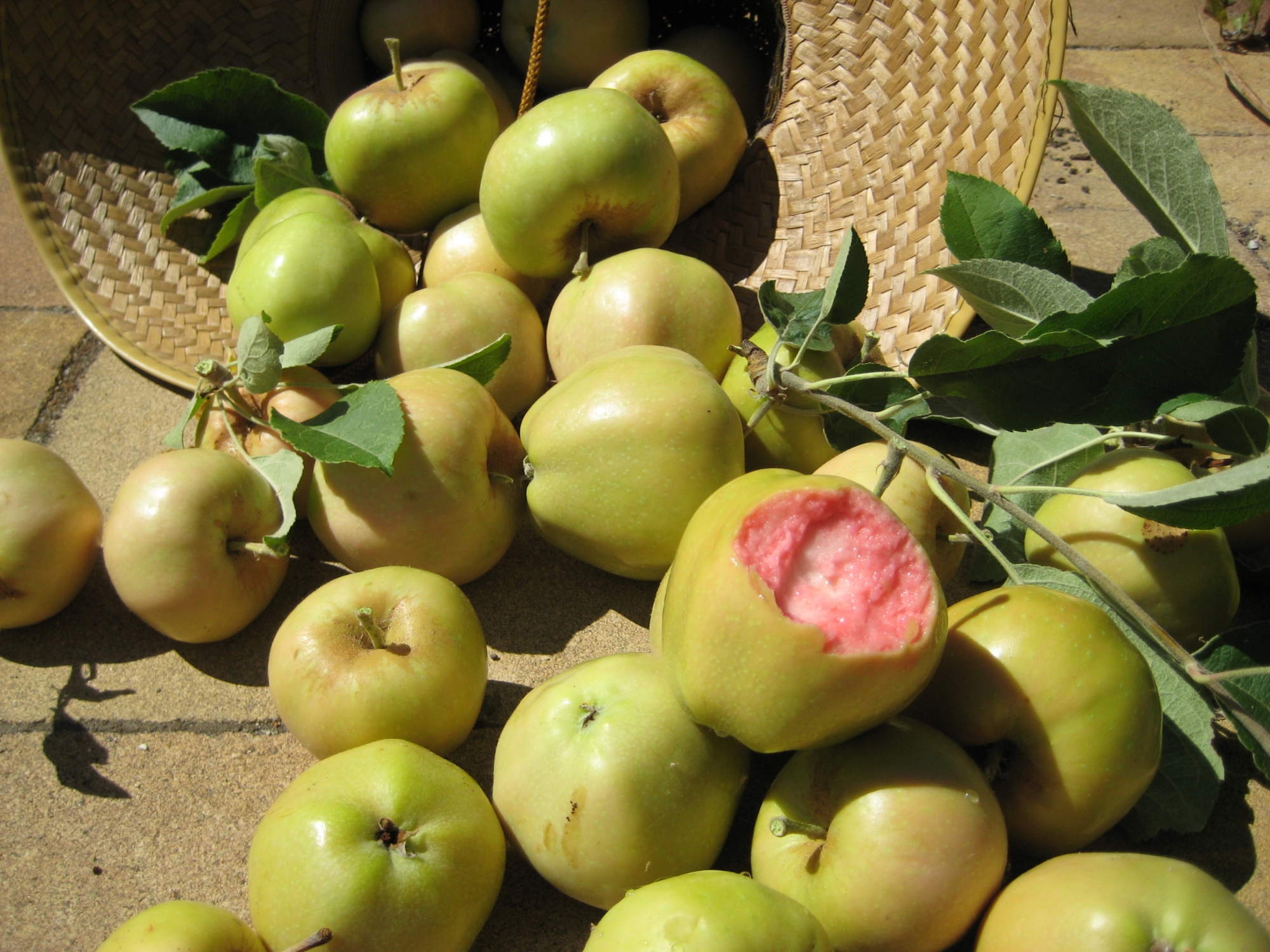 Picture of Global Pink Pearl Apple Tree Seeds -15Pcs Seeds
