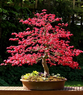 Picture of Global Bonsai Canada Mini Red Mapel 15 pcs Seeds