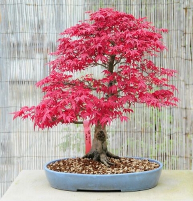 Picture of Global Bonsai Canada Mini Red Mapel 15 pcs Seeds