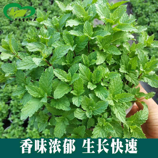 Picture of All Season Perfume Mint Seeds- 100pcs Intec Packet
