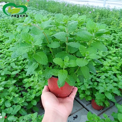 Picture of All Season Perfume Mint Seeds- 100pcs Intec Packet