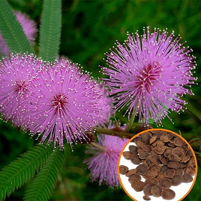 Picture of All Season Deshi Lojjaboti Plant Seeds - 20 Pcs Seeds