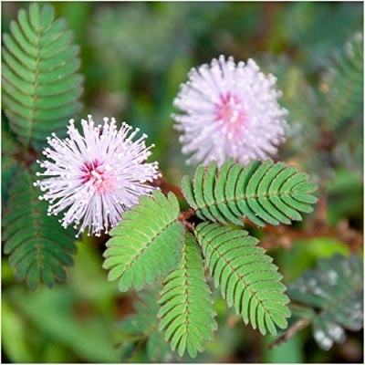 Picture of All Season Deshi Lojjaboti Plant Seeds - 20 Pcs Seeds