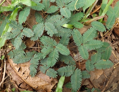 Picture of All Season Deshi Lojjaboti Plant Seeds - 20 Pcs Seeds