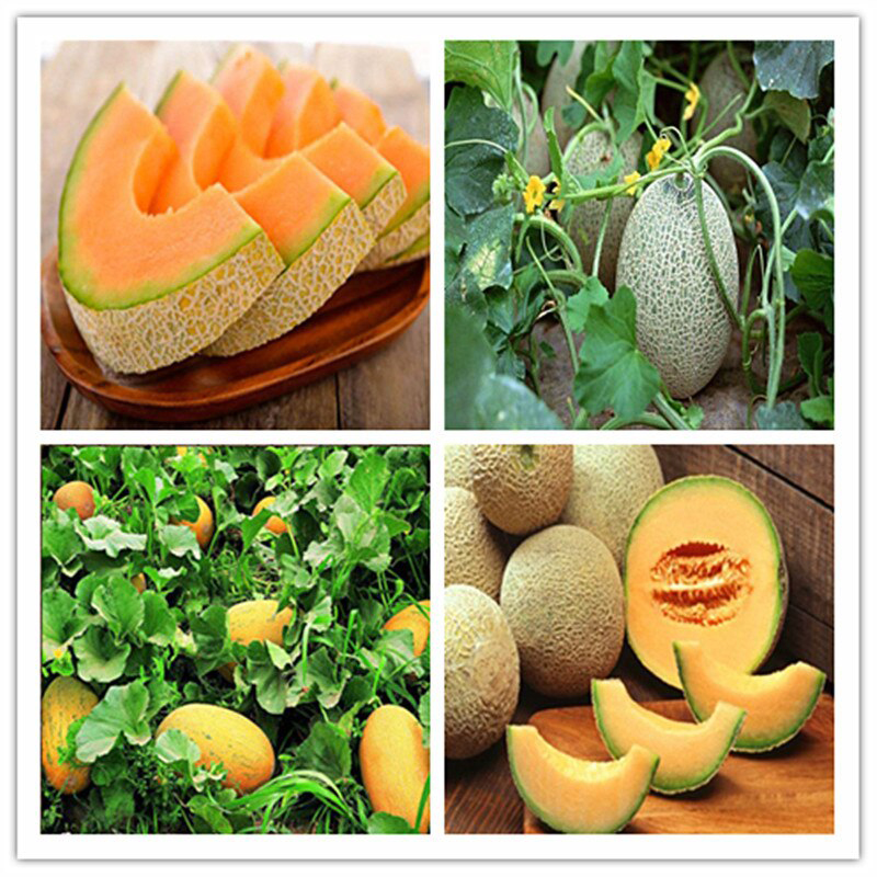 Picture of Giant 10 pcs Pack Rock Melon Seeds Cantaloupe Melon