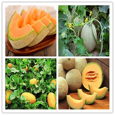 Picture of Giant 10 pcs Pack Rock Melon Seeds Cantaloupe Melon