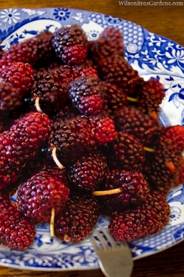 Picture of All Season 30 Pcs Natural Red Mulberry Seeds - 30 Pcs Seeds