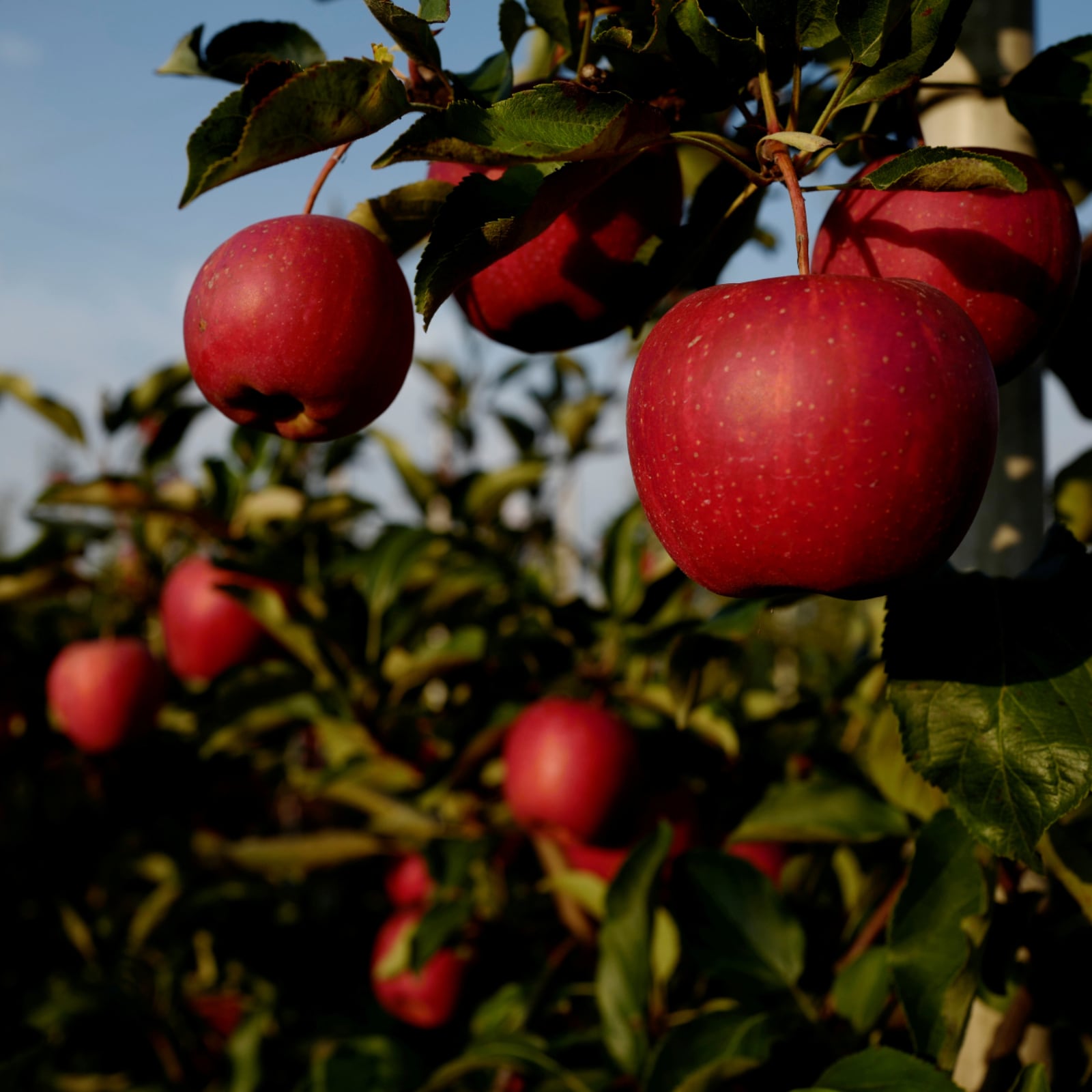 Picture of All Season 15 Pcs Kashmiri Apple Seeds